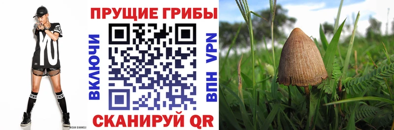 Галлюциногенные грибы Psilocybine cubensis  наркошоп  ОМГ ОМГ как зайти  Шимановск 